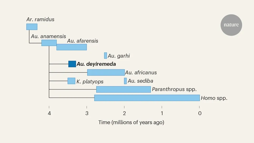 Afrika İnsan Evrimine Ait Ayak Kemiklerinin Sahibi Belirlendi