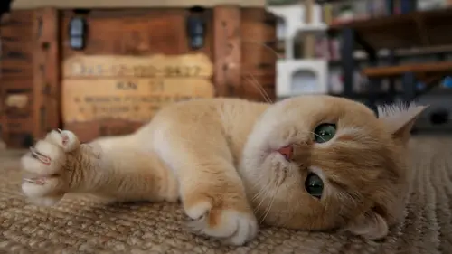 İstanbul'da ilginç boşanma davası: Kedilerin velayetini eşine verdi, nafaka ödeyecek