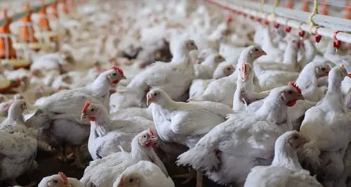 Türkiye’den Çin’e 200 milyon dolarlık tavuk ayağı hamlesi: “2-3 kat fazla döviz getirir”